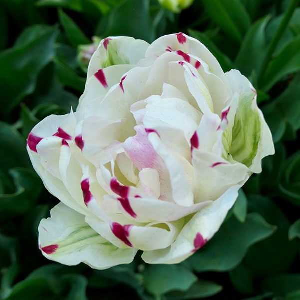 tulipe ouverte keukenhof zoom couleurs blanc avec touches violettes