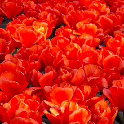 tulipe ouverte keukenhof zoom rouge