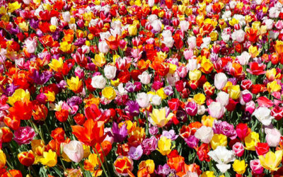 Les couleurs des tulipes du Parc de Keukenhof