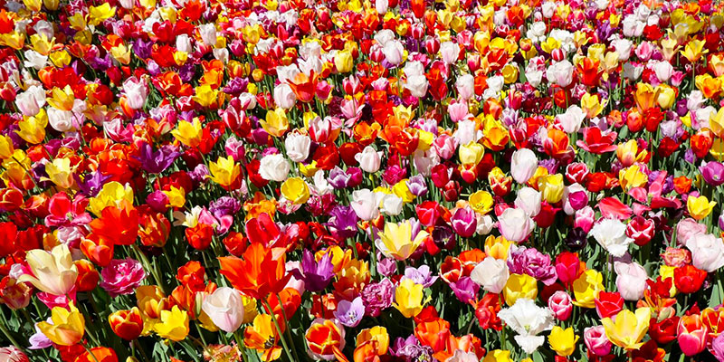 champs de tulipe multicolore