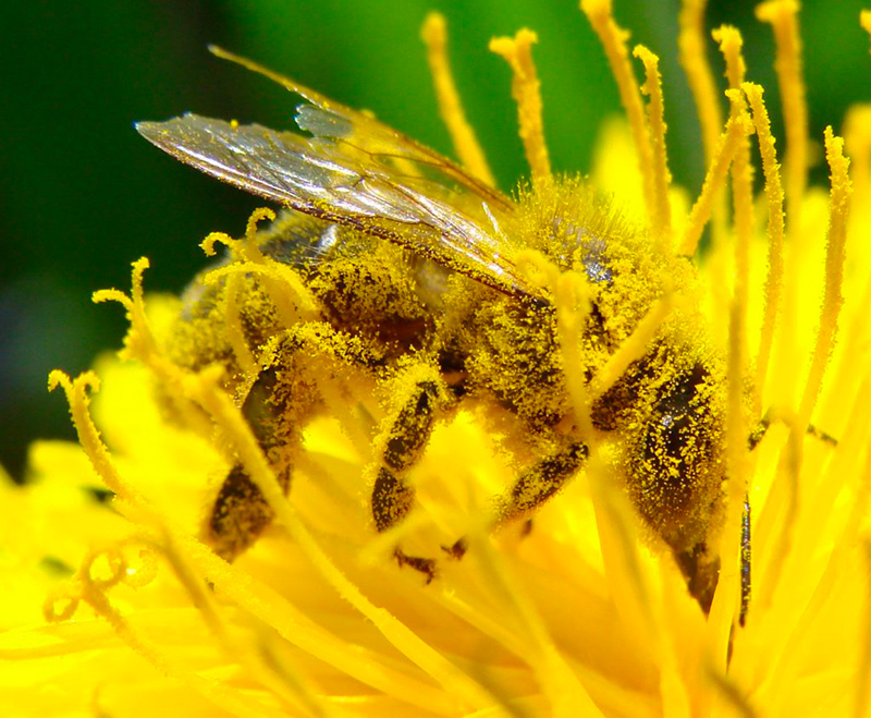 abeille jaune