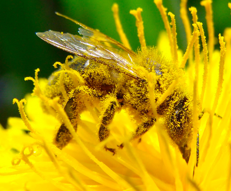 colorprescription-abeille-jaune abeille jaune